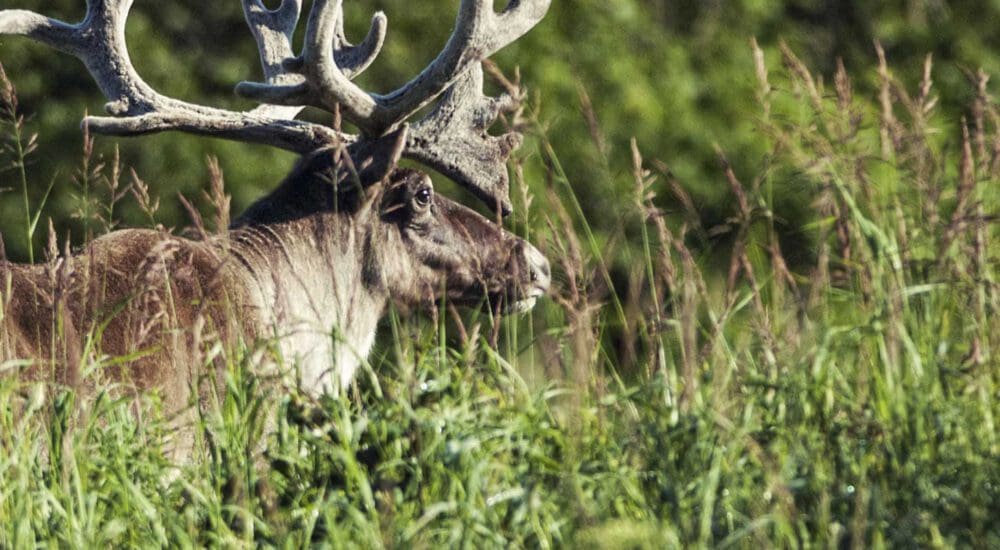 Charmin-is-endangering-the-world's-last-caribou-herds