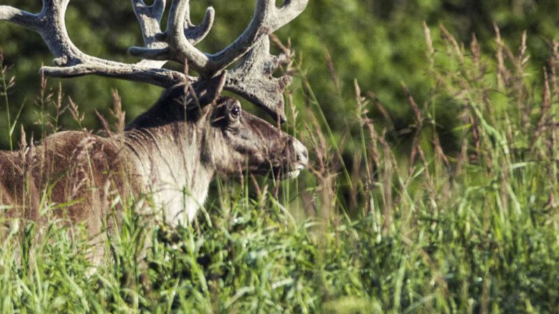 Charmin-is-endangering-the-world's-last-caribou-herds