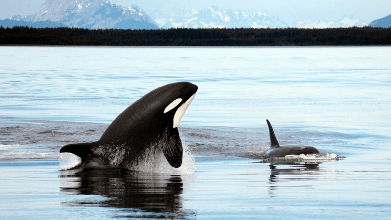 Orca and her baby