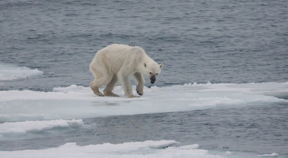 Polar bear starving in the Arctic