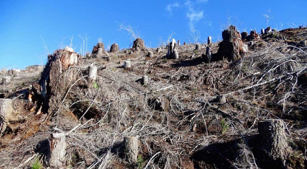 SFI Clearcuts 4