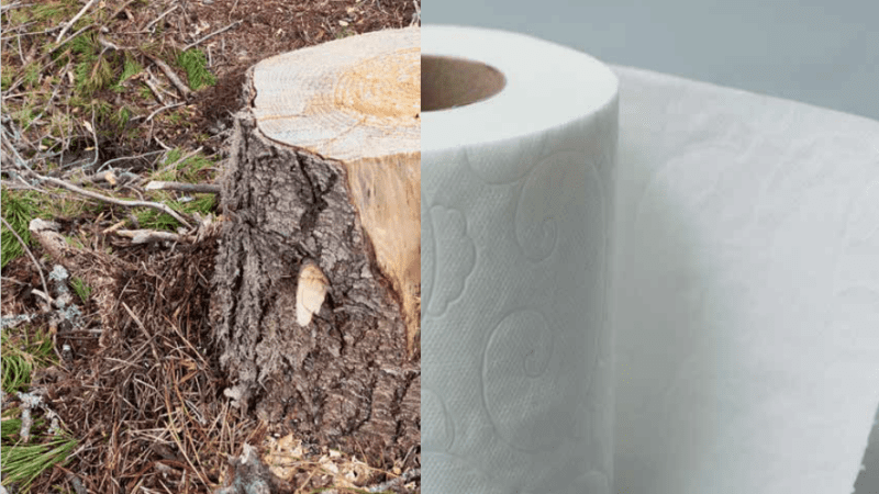 stand-earth-issue-with-tissue-report-tree-toilet-paper