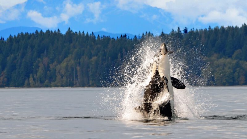 Killer whale breaching ocean