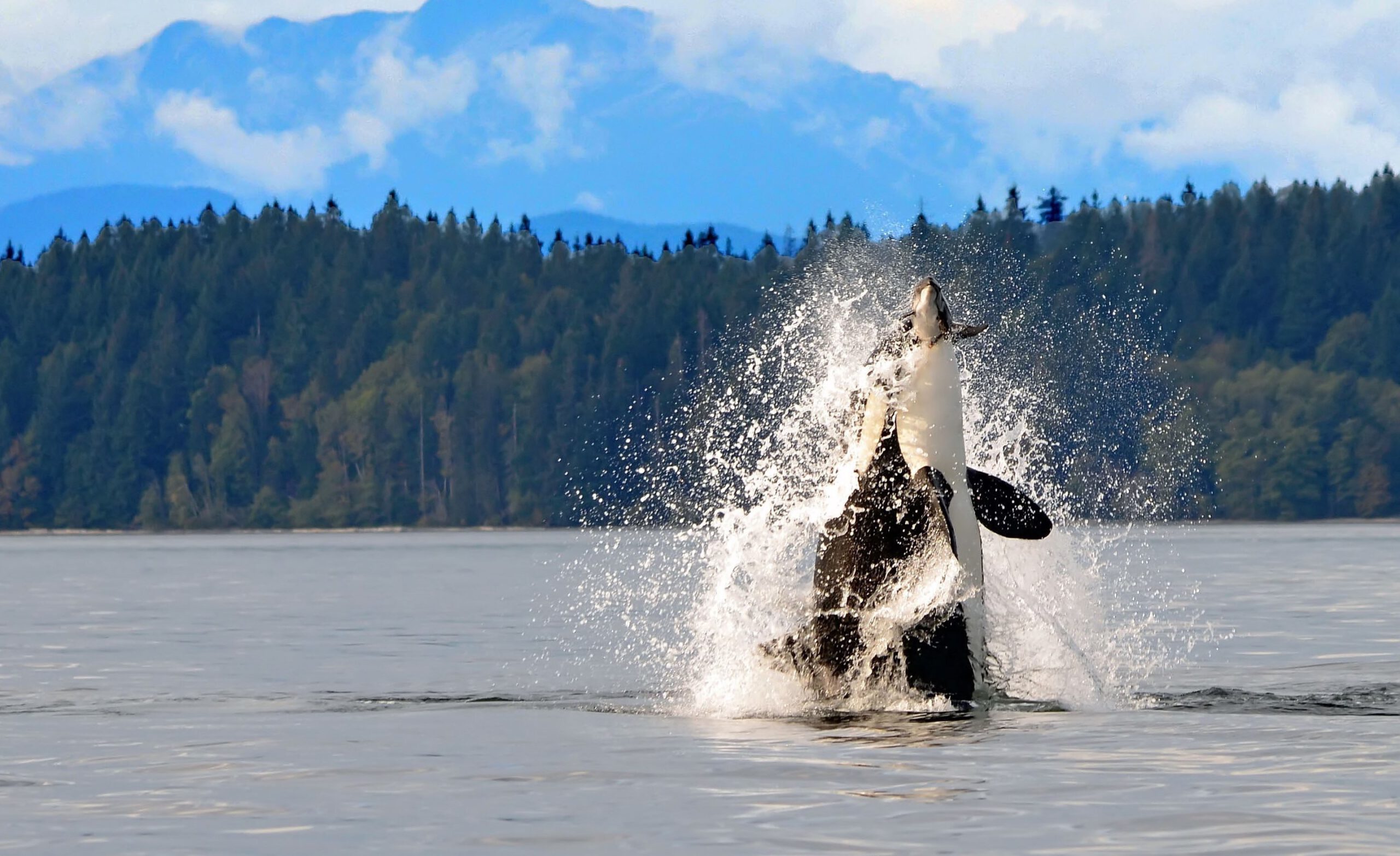 Killer whale breaching ocean