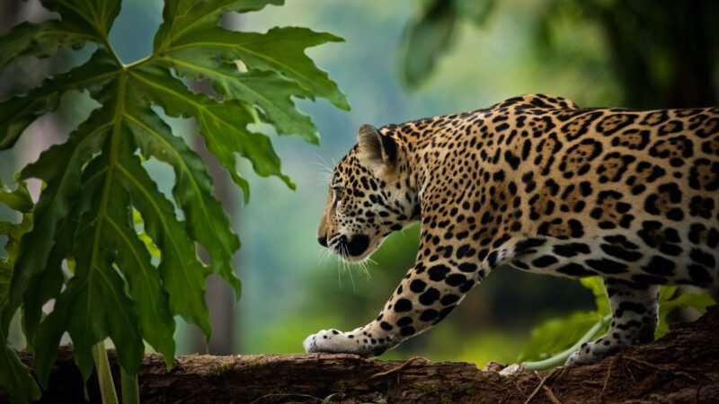 Jaguar seen in Amazon Sacred Headwaters located in Ecuador and Peru