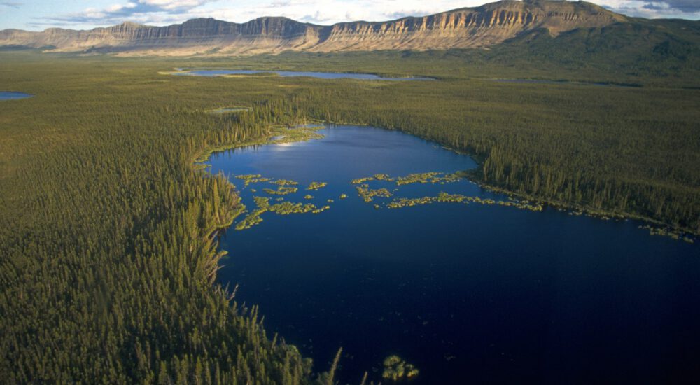 boreal-forest