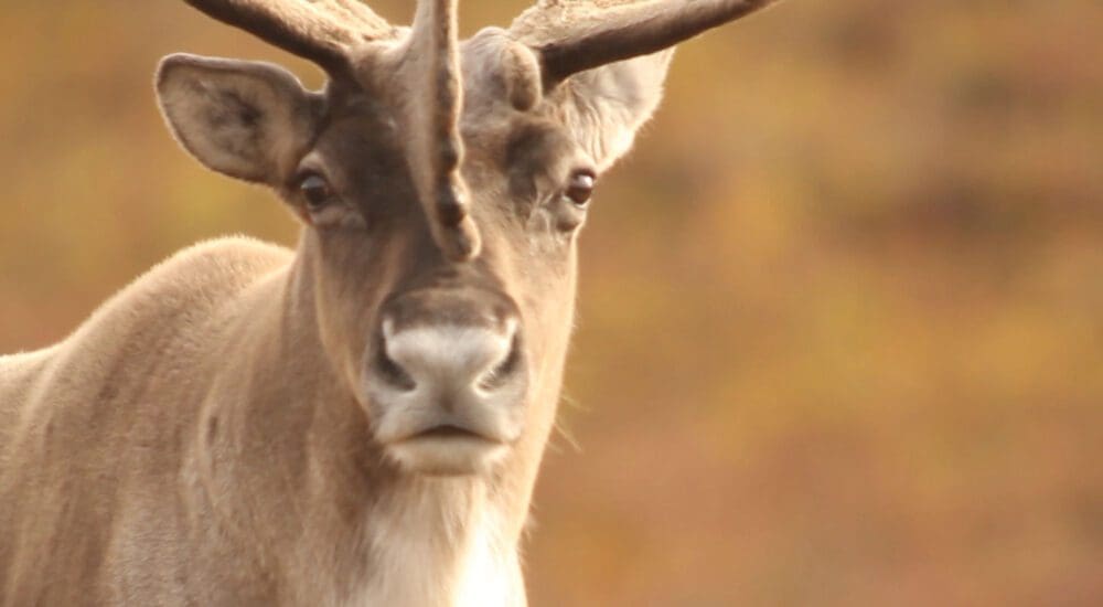 caribou-threatened-by-logging