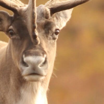 caribou-threatened-by-logging