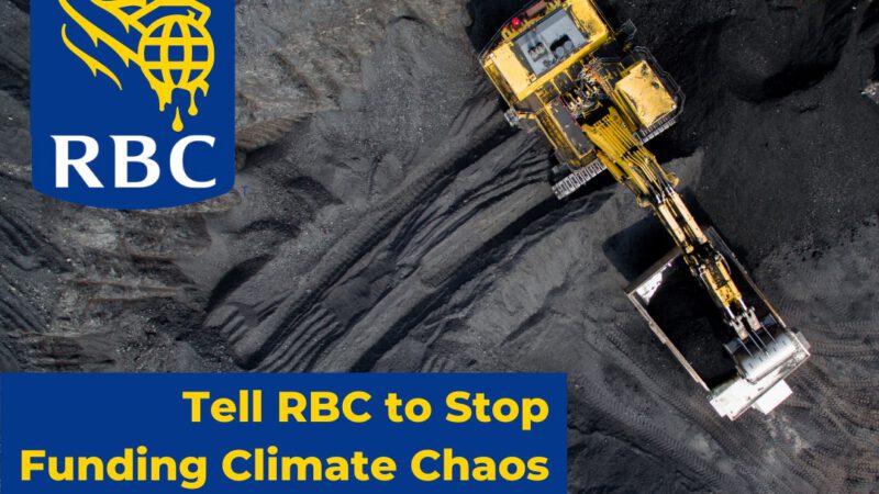 RBC revealed oil