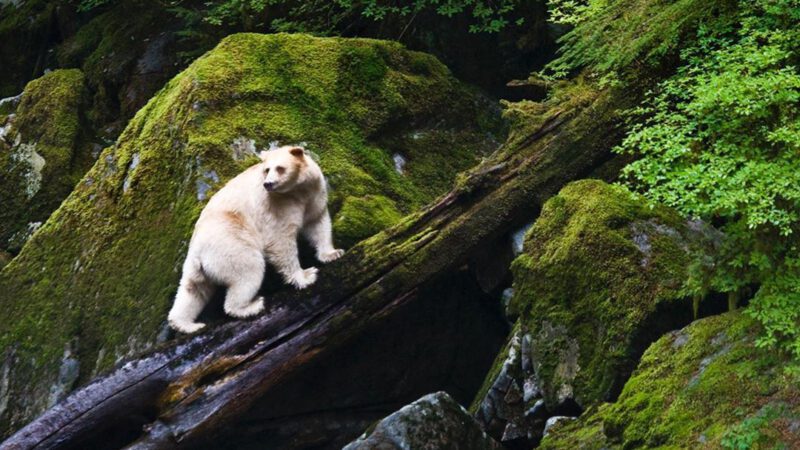 Photo of a spirit bear in the forest to illustrate our Protecting Forests impact area