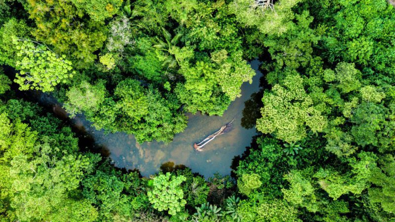 We must protect Amazonia. Drone shot of Amazonia rainforest and a river in the heart of it.