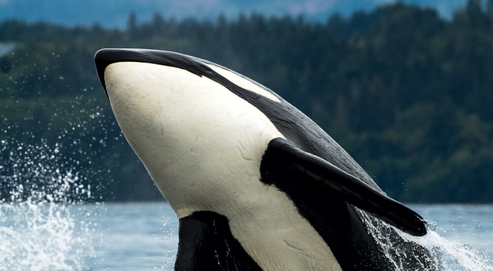 Orca breaching near Vancouver Island twitter sized