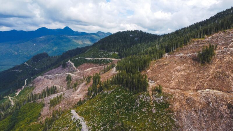 Giant old-growth clearcut in a proposed deferral area. Photo credit: Alex Tsui, Wilderness Committee