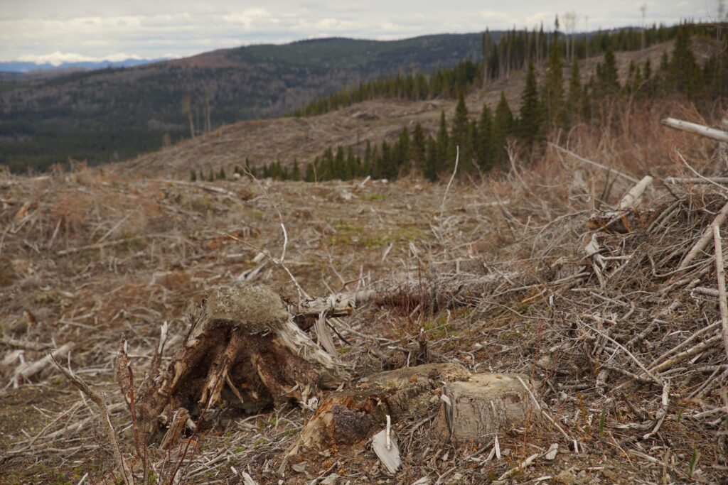 Pinnacle (now Drax) cutblock near Mackenzie, B.C.