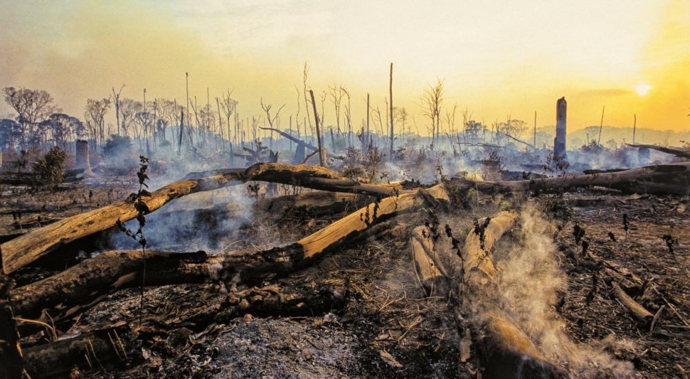 Burnt forest