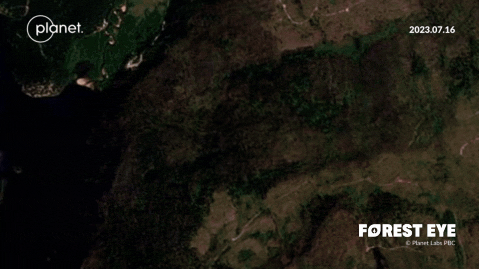 Animated gif of logging of old growth forest