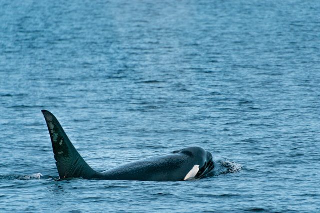Orca swimming in the ocean with its head and dorsal fin above the surface.
