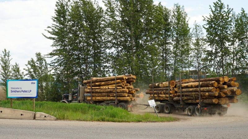 Whole logs being brought to Drax's pellet plant, Smithers, B.C. in June 2024 on Wetʼsuwetʼen territory Photo by Desiree Wallace