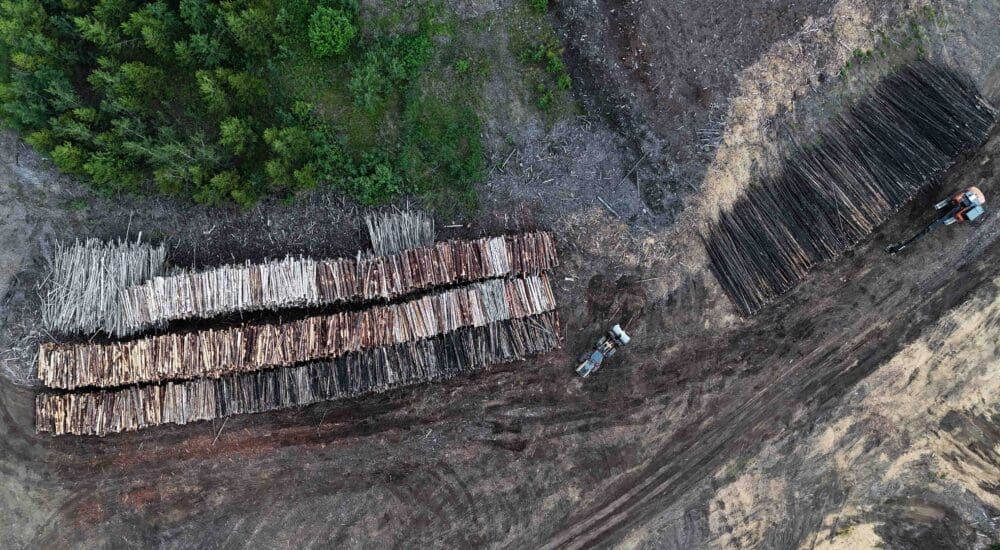 Aerial photo of logged trees
