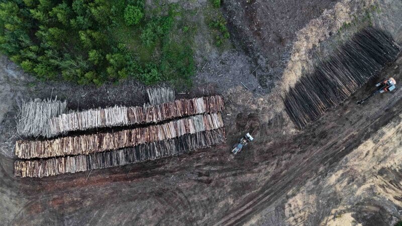 Aerial photo of logged trees