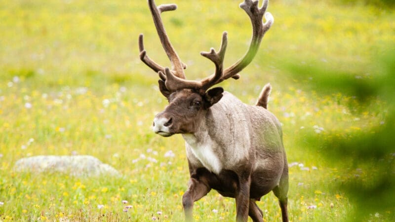image of a southern mountain caribou