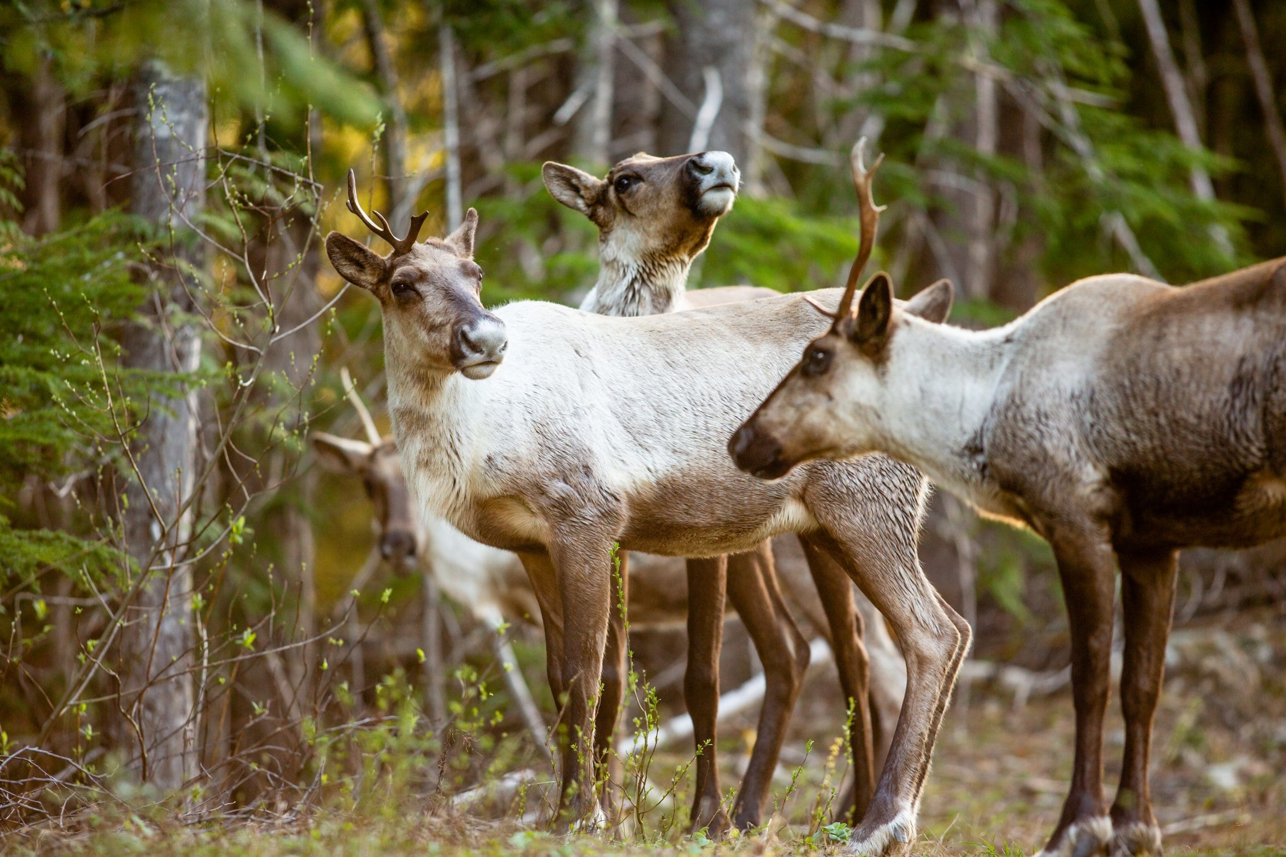 Female caribou from the North Columbia herd north of Revelstoke BC in the Columbia Mountains. This herd has been the focus of a number of conservation measures to try to arrest their decline including removal of most of the moose from their home range, targeted predator control efforts, and a maternal penning project to protect pregnent females and calves from predators. Logging continues in parts of their home range, especially at lower elevations which they descend to in the spring for green up.